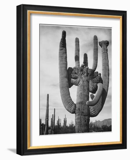 View Of Cactus And Surrounding Area "Saguaros Saguaro National Monument" Arizona 1933-1942-Ansel Adams-Framed Art Print