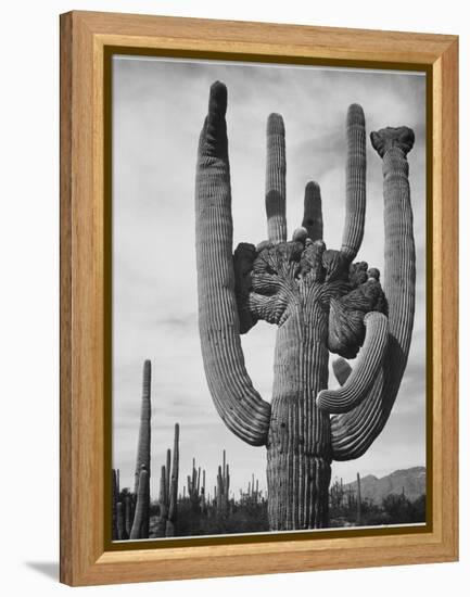 View Of Cactus And Surrounding Area "Saguaros Saguaro National Monument" Arizona 1933-1942-Ansel Adams-Framed Stretched Canvas