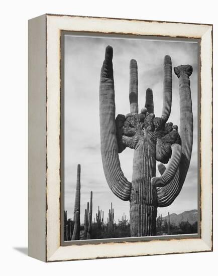 View Of Cactus And Surrounding Area "Saguaros Saguaro National Monument" Arizona 1933-1942-Ansel Adams-Framed Stretched Canvas