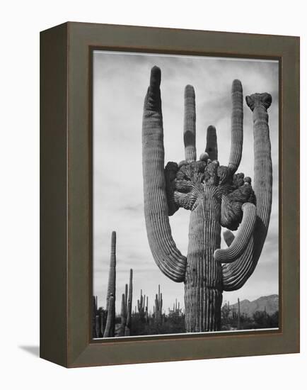 View Of Cactus And Surrounding Area "Saguaros Saguaro National Monument" Arizona 1933-1942-Ansel Adams-Framed Stretched Canvas