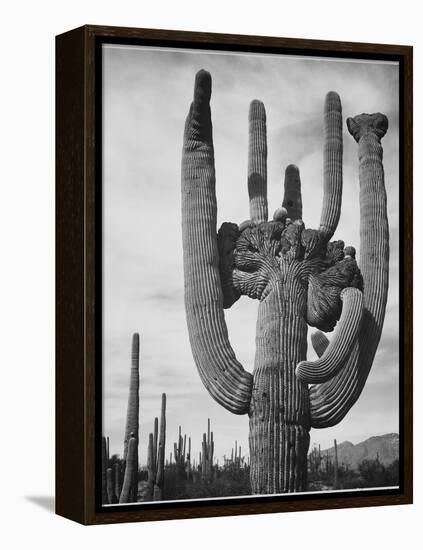 View Of Cactus And Surrounding Area "Saguaros Saguaro National Monument" Arizona 1933-1942-Ansel Adams-Framed Stretched Canvas