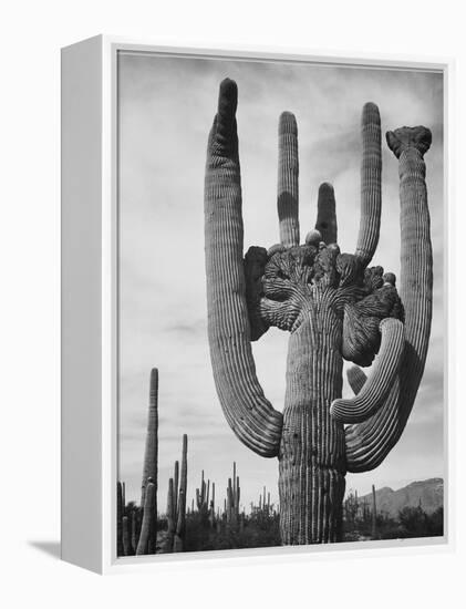 View Of Cactus And Surrounding Area "Saguaros Saguaro National Monument" Arizona 1933-1942-Ansel Adams-Framed Stretched Canvas