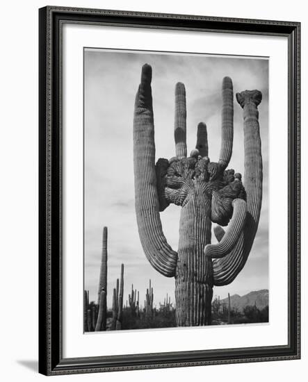 View Of Cactus And Surrounding Area "Saguaros Saguaro National Monument" Arizona 1933-1942-Ansel Adams-Framed Art Print