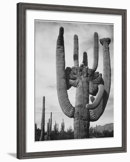 View Of Cactus And Surrounding Area "Saguaros Saguaro National Monument" Arizona 1933-1942-Ansel Adams-Framed Art Print