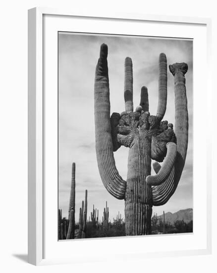 View Of Cactus And Surrounding Area "Saguaros Saguaro National Monument" Arizona 1933-1942-Ansel Adams-Framed Art Print