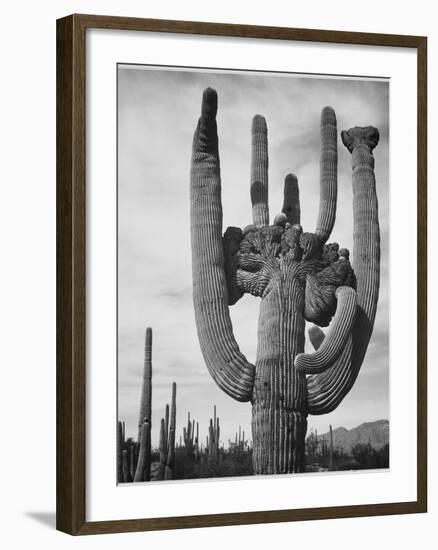 View Of Cactus And Surrounding Area "Saguaros Saguaro National Monument" Arizona 1933-1942-Ansel Adams-Framed Art Print