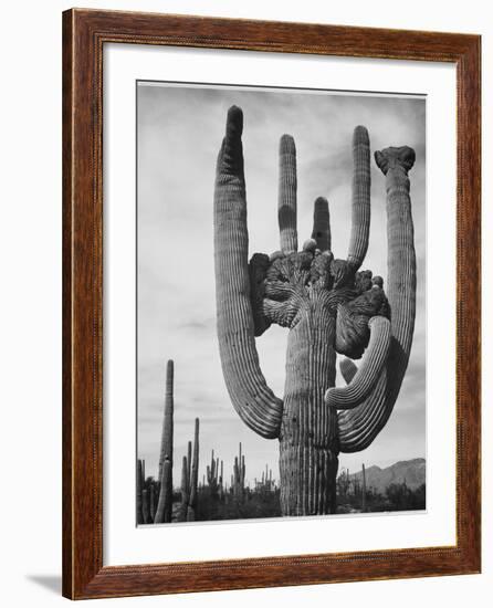 View Of Cactus And Surrounding Area "Saguaros Saguaro National Monument" Arizona 1933-1942-Ansel Adams-Framed Art Print