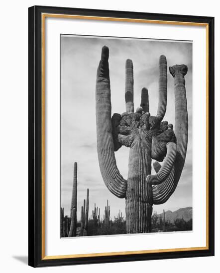 View Of Cactus And Surrounding Area "Saguaros Saguaro National Monument" Arizona 1933-1942-Ansel Adams-Framed Art Print