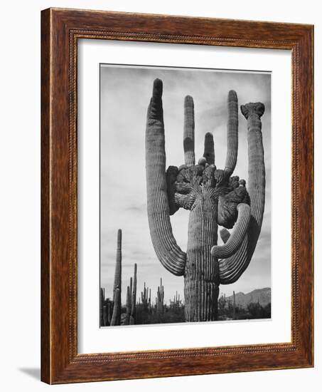 View Of Cactus And Surrounding Area "Saguaros Saguaro National Monument" Arizona 1933-1942-Ansel Adams-Framed Premium Giclee Print