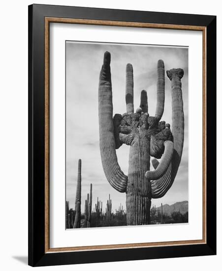 View Of Cactus And Surrounding Area "Saguaros Saguaro National Monument" Arizona 1933-1942-Ansel Adams-Framed Premium Giclee Print