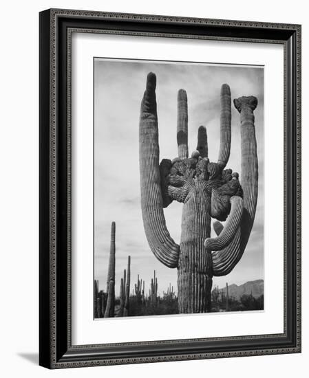 View Of Cactus And Surrounding Area "Saguaros Saguaro National Monument" Arizona 1933-1942-Ansel Adams-Framed Premium Giclee Print