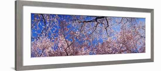 View of Cherry Blossom Trees, Washington State, USA-null-Framed Photographic Print