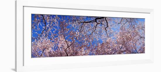 View of Cherry Blossom Trees, Washington State, USA-null-Framed Photographic Print