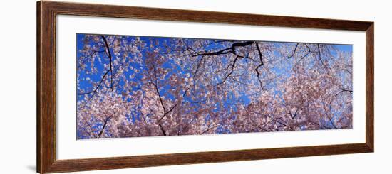 View of Cherry Blossom Trees, Washington State, USA-null-Framed Photographic Print