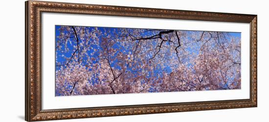 View of Cherry Blossom Trees, Washington State, USA-null-Framed Photographic Print