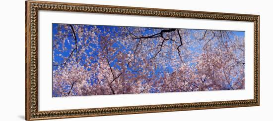 View of Cherry Blossom Trees, Washington State, USA-null-Framed Photographic Print