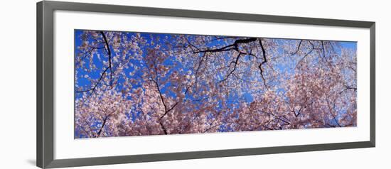 View of Cherry Blossom Trees, Washington State, USA-null-Framed Photographic Print