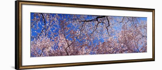 View of Cherry Blossom Trees, Washington State, USA-null-Framed Photographic Print