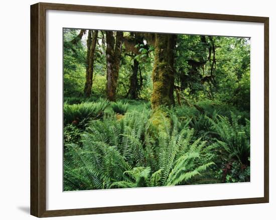 View of Clubmoss, Hoh Rainforest, Olympic National Park, Washington State, USA-Stuart Westmorland-Framed Photographic Print