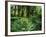 View of Clubmoss, Hoh Rainforest, Olympic National Park, Washington State, USA-Stuart Westmorland-Framed Photographic Print