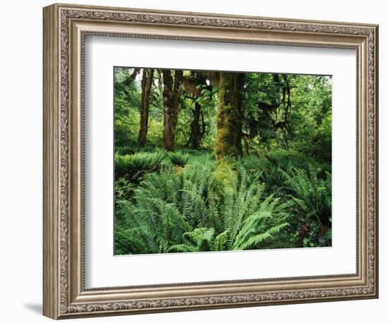 View of Clubmoss, Hoh Rainforest, Olympic National Park, Washington State, USA-Stuart Westmorland-Framed Photographic Print