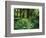 View of Clubmoss, Hoh Rainforest, Olympic National Park, Washington State, USA-Stuart Westmorland-Framed Photographic Print