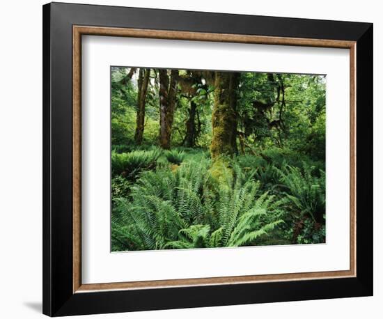 View of Clubmoss, Hoh Rainforest, Olympic National Park, Washington State, USA-Stuart Westmorland-Framed Photographic Print
