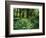 View of Clubmoss, Hoh Rainforest, Olympic National Park, Washington State, USA-Stuart Westmorland-Framed Photographic Print