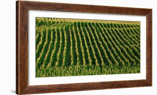 View of cornfield, Cowansville, Quebec, Canada-null-Framed Photographic Print