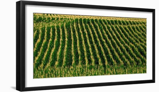 View of cornfield, Cowansville, Quebec, Canada-null-Framed Photographic Print