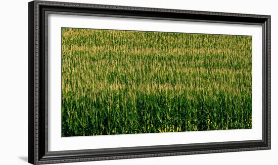 View of cornfield, Cowansville, Quebec, Canada-null-Framed Photographic Print