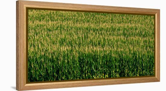 View of cornfield, Cowansville, Quebec, Canada-null-Framed Premier Image Canvas