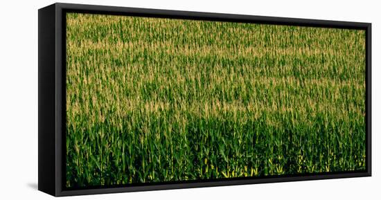 View of cornfield, Cowansville, Quebec, Canada-null-Framed Premier Image Canvas