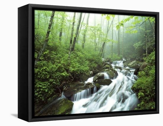 View of Cove Creek Covered with Fog, Pisgah National Forest, North Carolina, USA-Adam Jones-Framed Premier Image Canvas