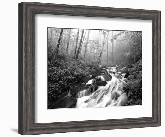 View of Cove Creek Covered with Fog, Pisgah National Forest, North Carolina, USA-Adam Jones-Framed Photographic Print