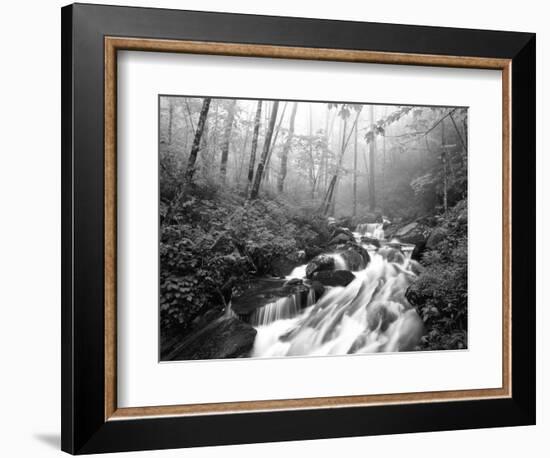 View of Cove Creek Covered with Fog, Pisgah National Forest, North Carolina, USA-Adam Jones-Framed Photographic Print