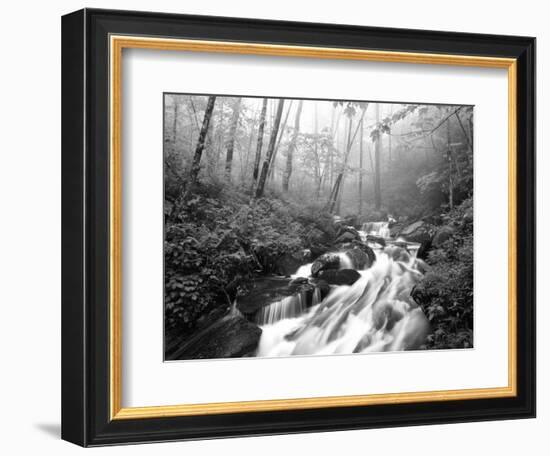 View of Cove Creek Covered with Fog, Pisgah National Forest, North Carolina, USA-Adam Jones-Framed Photographic Print