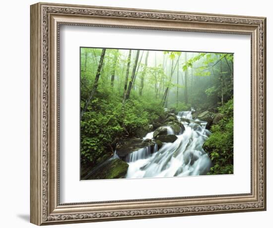 View of Cove Creek Covered with Fog, Pisgah National Forest, North Carolina, USA-Adam Jones-Framed Photographic Print