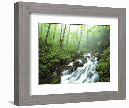 View of Cove Creek Covered with Fog, Pisgah National Forest, North Carolina, USA-Adam Jones-Framed Photographic Print