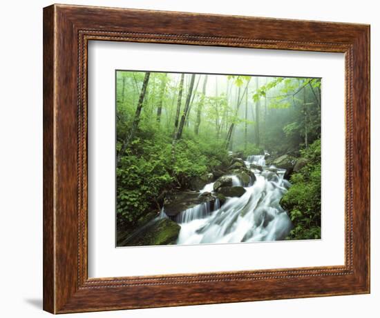 View of Cove Creek Covered with Fog, Pisgah National Forest, North Carolina, USA-Adam Jones-Framed Photographic Print