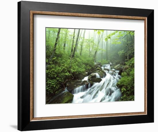 View of Cove Creek Covered with Fog, Pisgah National Forest, North Carolina, USA-Adam Jones-Framed Photographic Print