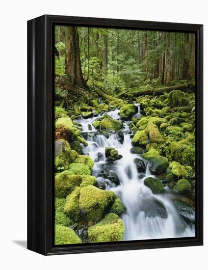 View of Creek in Old Growth Rainforest, Olympic National Park, Washington, USA-Stuart Westmoreland-Framed Premier Image Canvas