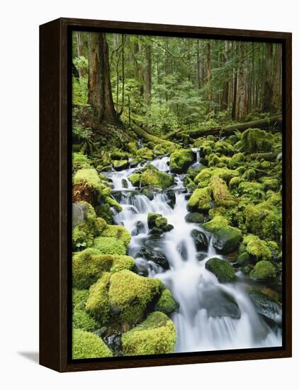 View of Creek in Old Growth Rainforest, Olympic National Park, Washington, USA-Stuart Westmoreland-Framed Premier Image Canvas