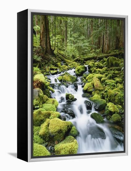 View of Creek in Old Growth Rainforest, Olympic National Park, Washington, USA-Stuart Westmoreland-Framed Premier Image Canvas