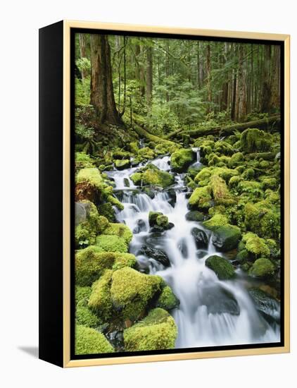 View of Creek in Old Growth Rainforest, Olympic National Park, Washington, USA-Stuart Westmoreland-Framed Premier Image Canvas