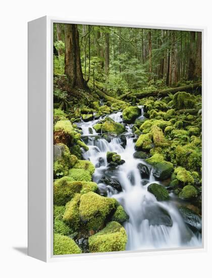 View of Creek in Old Growth Rainforest, Olympic National Park, Washington, USA-Stuart Westmoreland-Framed Premier Image Canvas