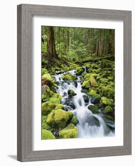 View of Creek in Old Growth Rainforest, Olympic National Park, Washington, USA-Stuart Westmoreland-Framed Photographic Print