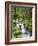 View of Creek in Old Growth Rainforest, Olympic National Park, Washington, USA-Stuart Westmoreland-Framed Photographic Print