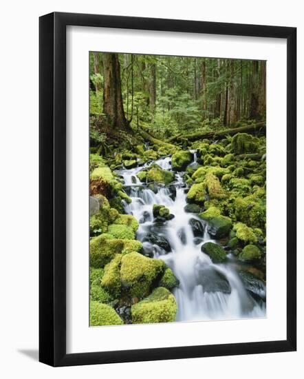 View of Creek in Old Growth Rainforest, Olympic National Park, Washington, USA-Stuart Westmoreland-Framed Photographic Print