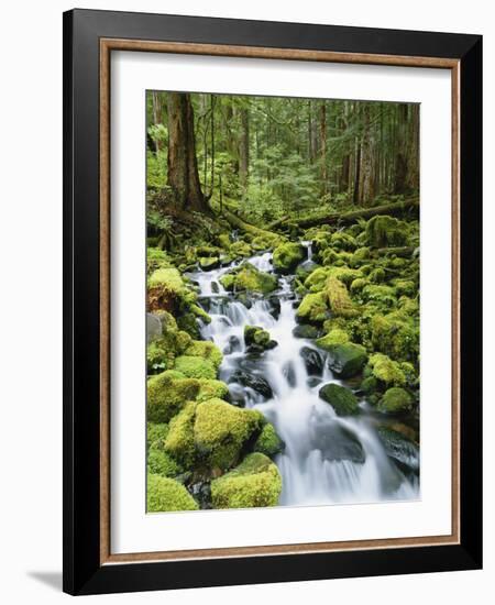 View of Creek in Old Growth Rainforest, Olympic National Park, Washington, USA-Stuart Westmoreland-Framed Photographic Print